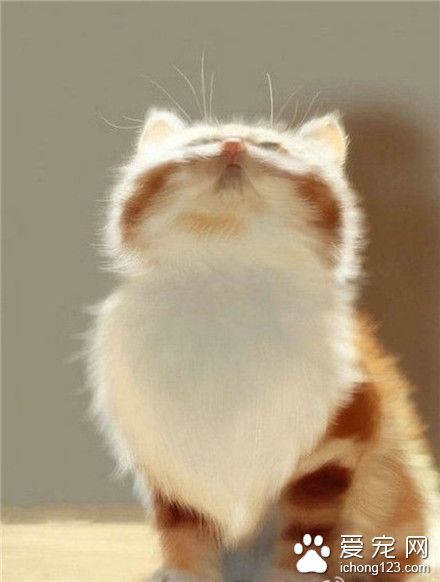 再说一遍，这不是胡子，是老子的胸毛！！！！！！