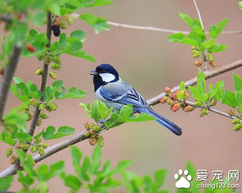 蛋阻症 鸟蛋阻症的症状及防治的方法
