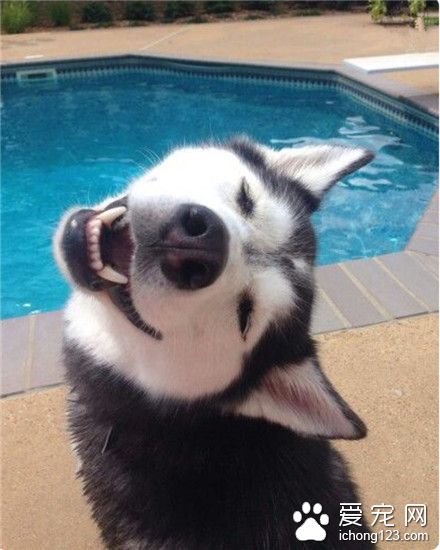 能摆出这样的表情包的，除了二哈还有谁呢！