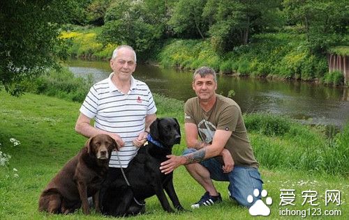 狗跳入河中 背起面朝下快淹死的主人