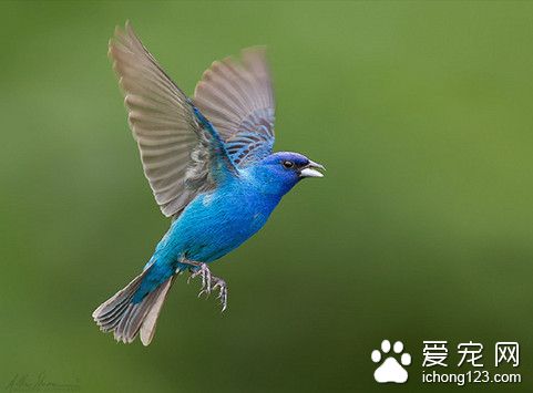 蜱病 鸟蜱病的症状及需要防治的方法
