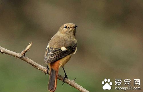 禽霍乱疫苗 鸟禽霍乱疫苗的症状及防治方法