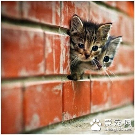 这对儿双胞胎躲在那里干什么类(⊙o⊙)