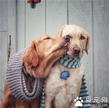 汪星人，为啥一副委屈的表情呢 ？