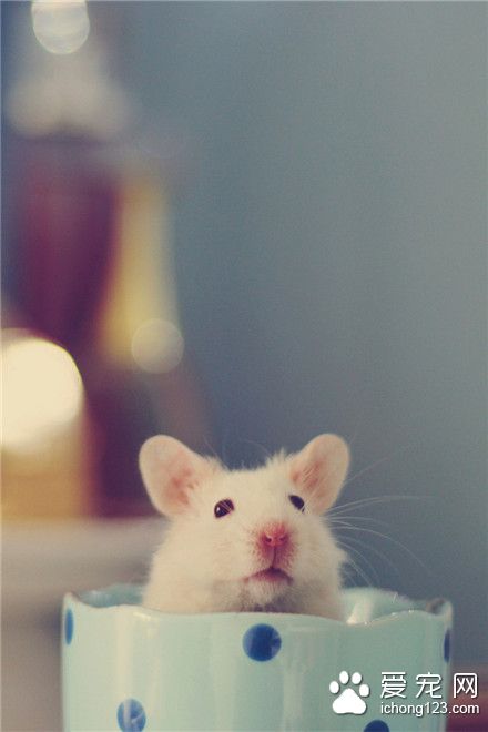 鼠星人，鼠宝宝，你看啥呢！