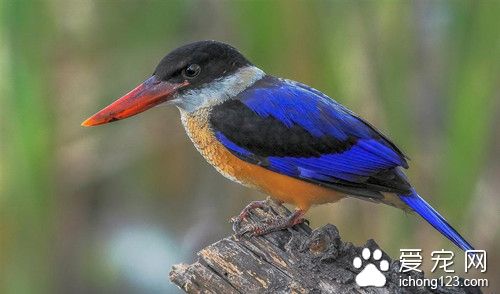 抓伤怎么好的快 鸟的抓伤和骨折的防治方法