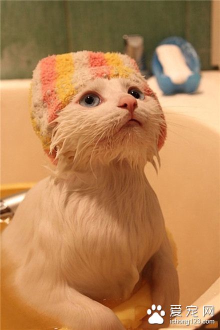 这样洗澡水就不会灌倒猫咪的耳朵里面了