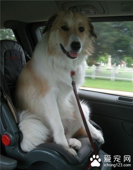 再大个的狗狗都是宝宝呢，所以安全座椅也要有宝宝的份呢！
