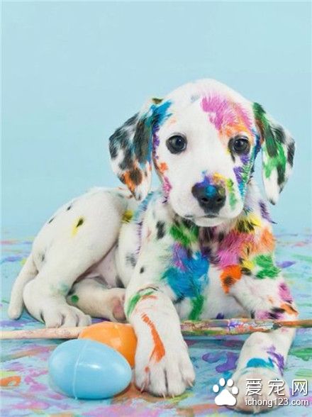 这不是一只斑点狗，这是一直花斑狗！
