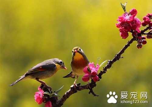 笼养鸟用药 笼养鸟用药需要注意的主要事项