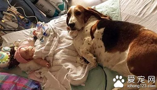 4个月大女孩患重病 在狗狗的陪伴下发生奇迹