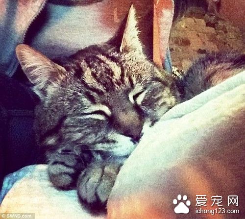 相当于人类118岁高龄的猫 无辜被十几岁的小流氓打死
