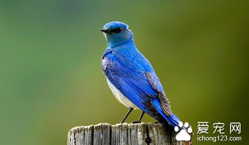 常用药 鸟的常用药需要注意的主要事项