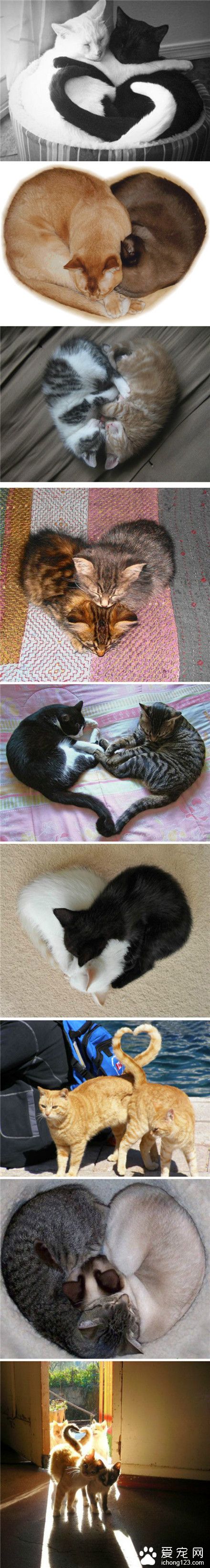 看喵星人示范情侣拍照姿势 ！