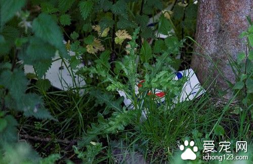 相当于人类118岁高龄的猫 无辜被十几岁的小流氓打死