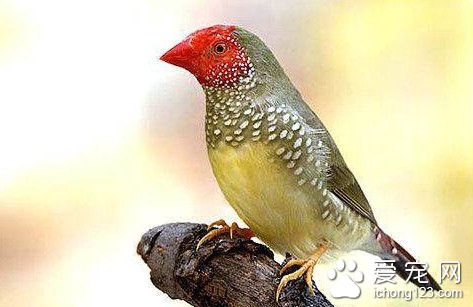 鸟类专用添加剂 鸟类专用添加剂的使用方法