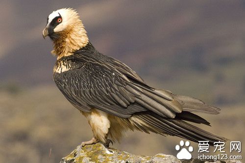 磺胺类药物有哪些 鸟磺胺类药物使用的方法