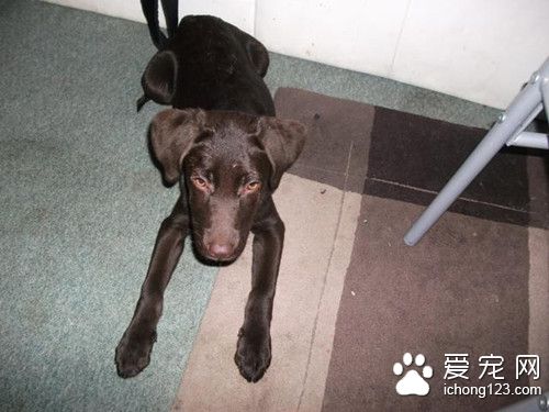 狗跳入河中 背起面朝下快淹死的主人