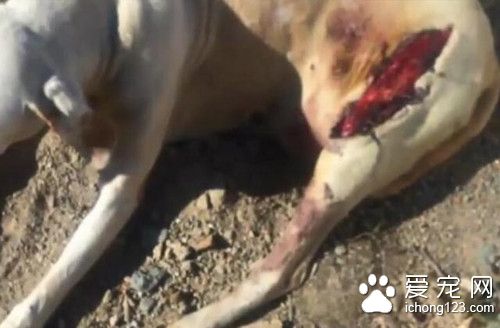 狗狗的腿部被人砍了大口子 这种场景让人发指