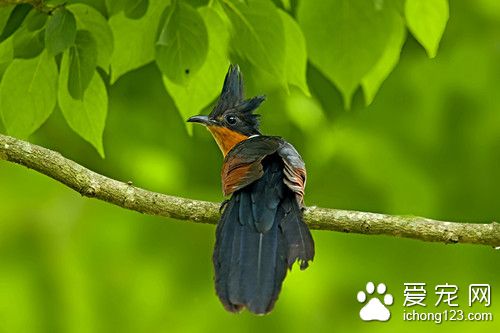 葡萄球菌病 鸟葡萄球菌病的症状及防治方法