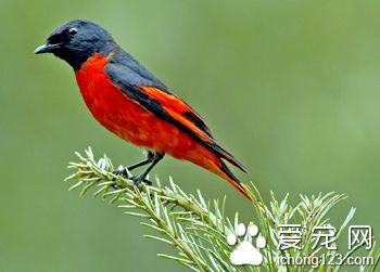 杂食性鸟类 鸟类杂食性及食肉性需要注意事项