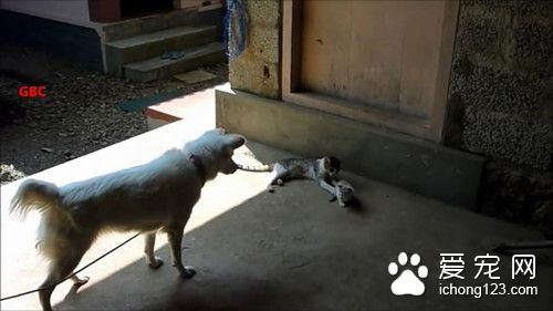 猫妈揍自己的猫儿子 却被一只多管闲事的狗阻止