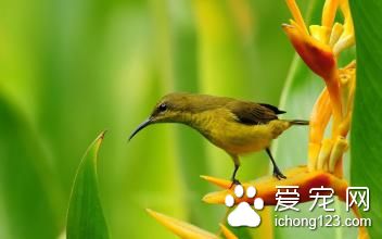 羽虱病 鸟羽虱病的症状及需要防治方法