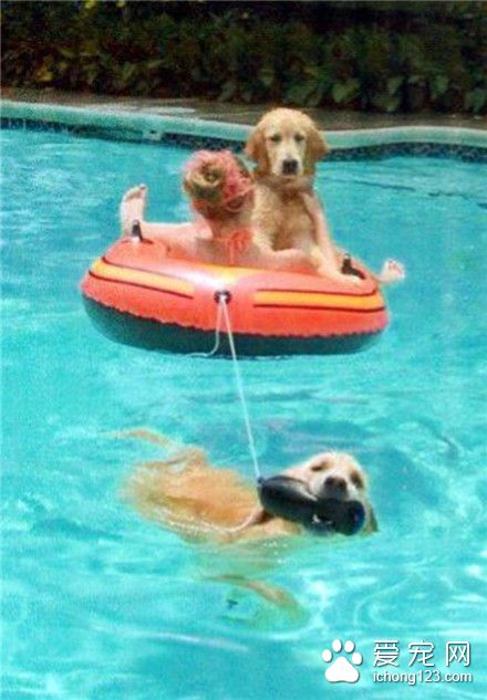 这就是传说中女王的待遇么？不过真心疼水里的那只汪呢！