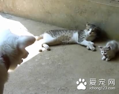 猫妈揍自己的猫儿子 却被一只多管闲事的狗阻止