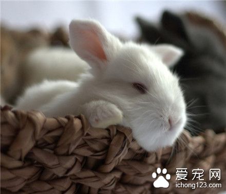 哼，就知道吃，一点追求也没有...