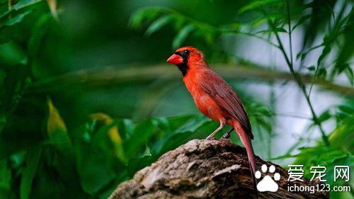 维生素a缺乏症状 鸟维生素a缺乏病需要防治方法