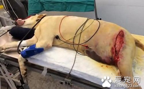 狗狗的腿部被人砍了大口子 这种场景让人发指