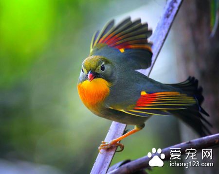 抗寄生虫药物 鸟抗寄生虫药物的使用方法