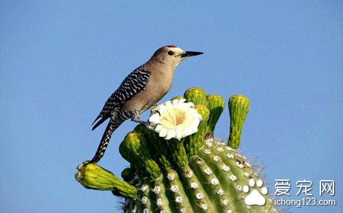 甲状腺肿症状 鸟甲状腺肿症需要防治的方法