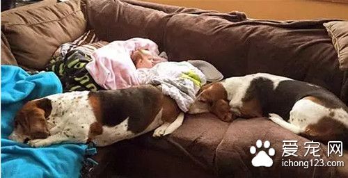 4个月大女孩患重病 在狗狗的陪伴下发生奇迹