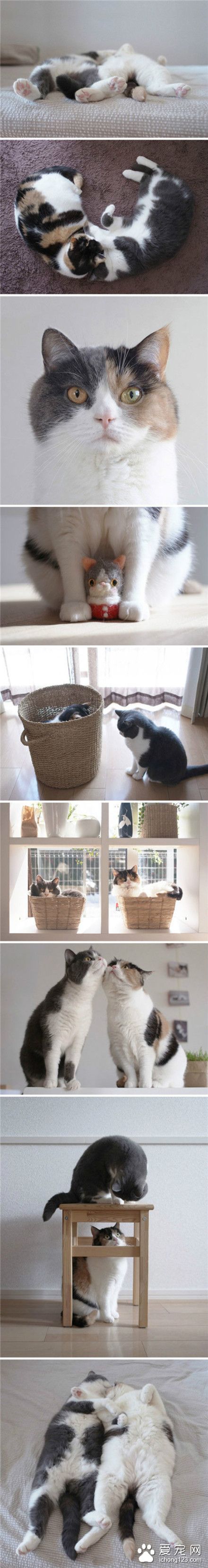 两只可爱猫兄妹的小日子！