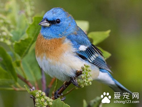 维生素b缺乏症 鸟维生素b缺乏症需要防治方法