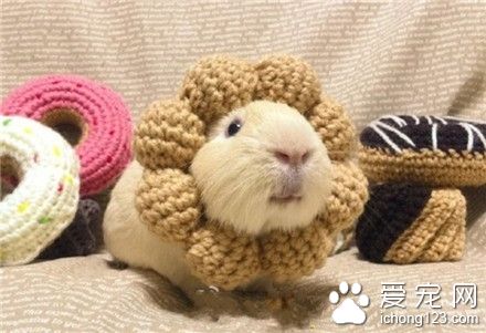 鼠星人，我是太阳花！