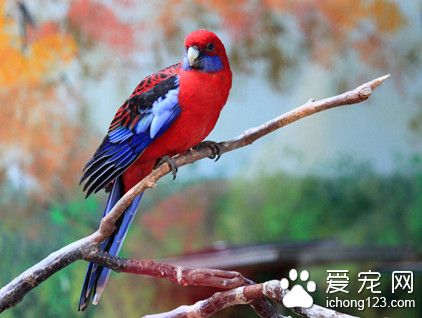 鸟类专用药 鸟类专门药需要注意的事项