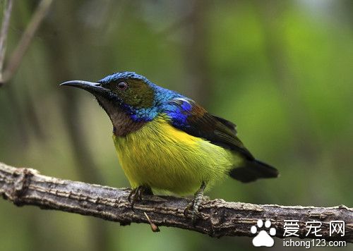 叶酸缺乏症状 鸟叶酸缺乏症需要防治的方法