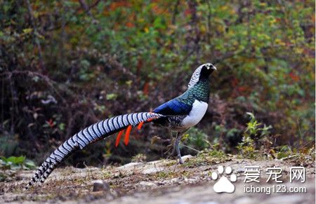鸟笼制作 根据鸟的种类需要不同的鸟笼