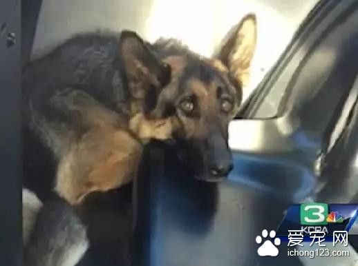 流浪狗被困高速上5星期 还断了一根胫骨等主人