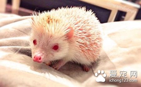 无良主人把刺猬染成粉红色 玩腻后又急于脱手