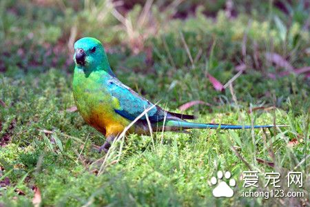 红腰鹦鹉怎么养 红腰鹦鹉饲养需要注意事项