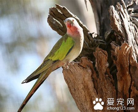 公主鹦鹉怎么养 公主鹦鹉饲养需要注意事项