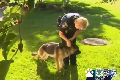 流浪狗被困高速上5星期 还断了一根胫骨等主人