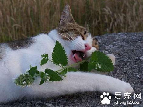 猫咪“吸毒现场”  让猫醉生梦死竟是薄荷草