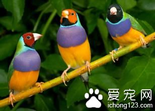 教鸟学技艺 训练鸟学技艺需要注重的方法