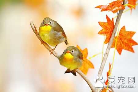 文鸟饲料 笼养鸟饲料粒科需要注意的事项