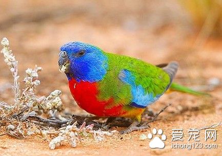 鲜红胸鹦鹉养殖 鲜红胸鹦鹉饲养需要注意地方